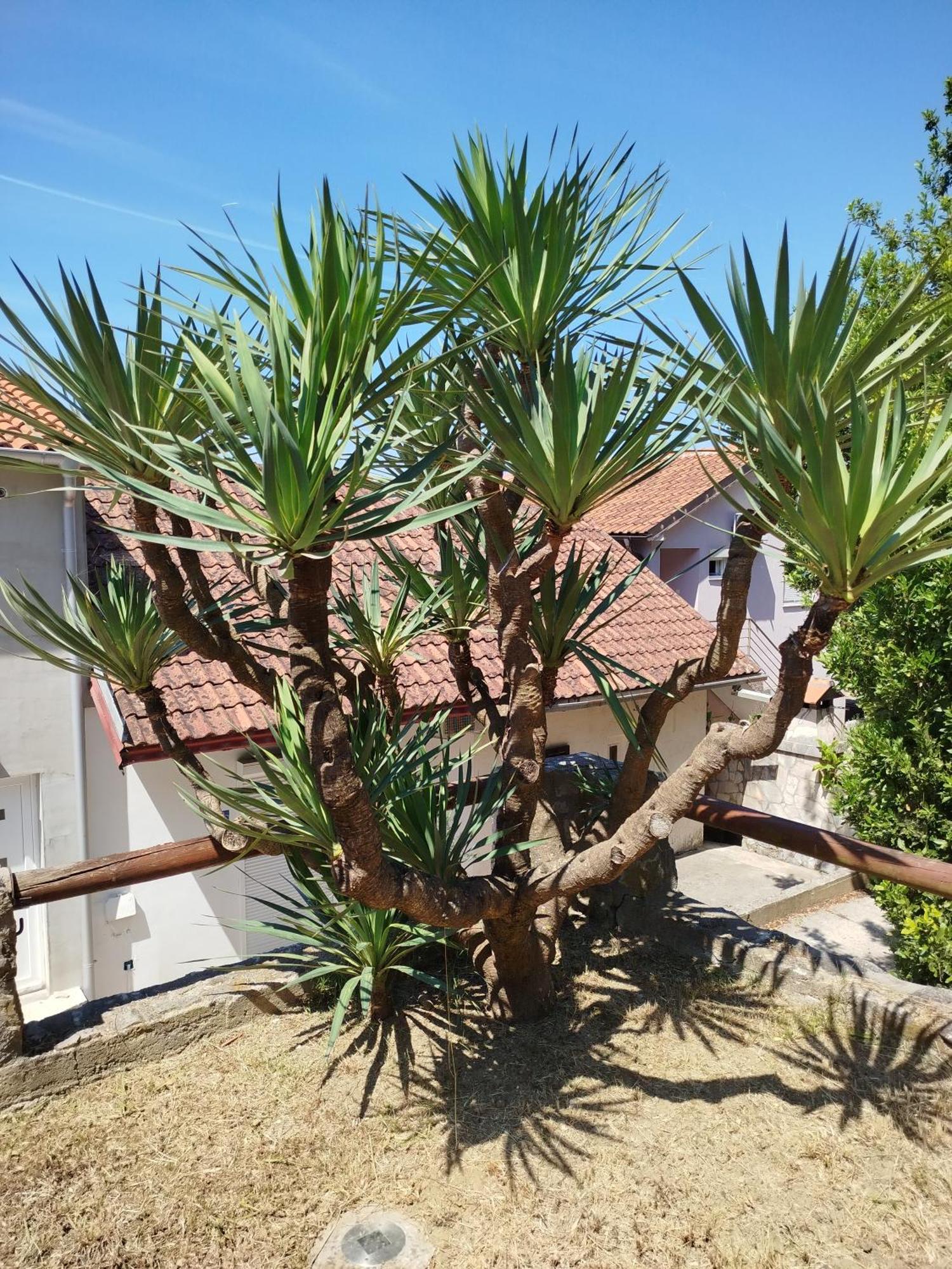 Apartment Jankovic Tivat Extérieur photo